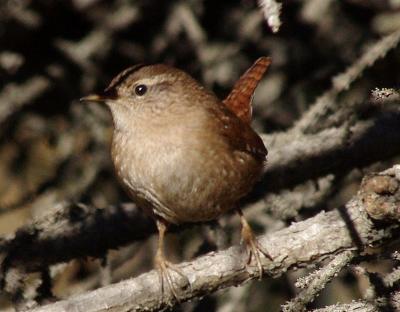 Прикрепленное изображение: 003.jpg